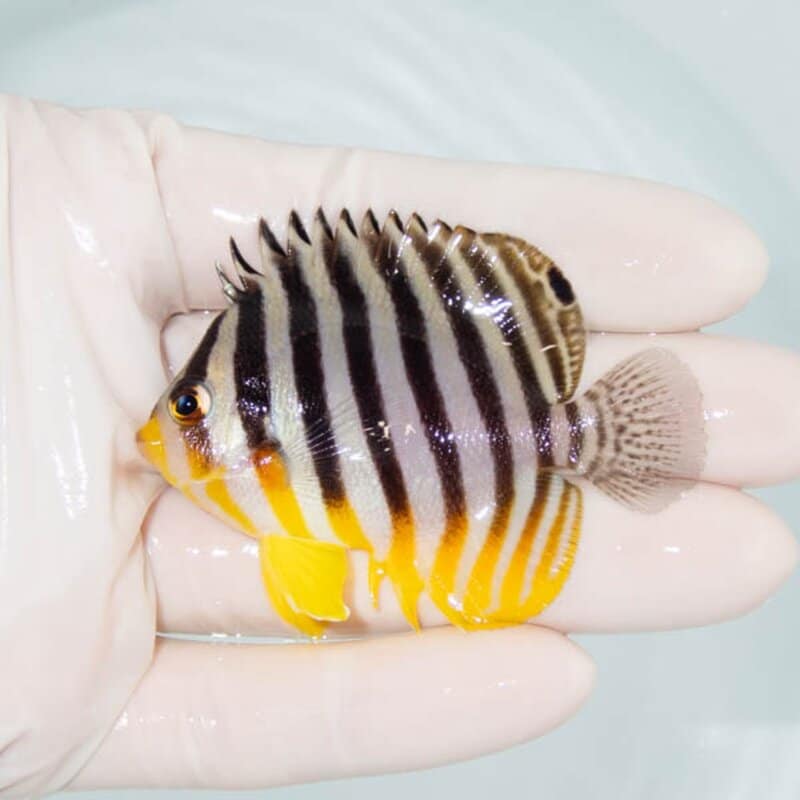 【現物094】シマヤッコ 6.3cm±! 海水魚 生体 15時までのご注文で当日発送