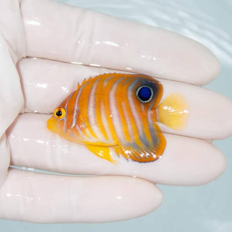 【現物095】ニシキヤッコ 4.7cm±!海水魚 ヤッコ15時までのご注文で当日発送