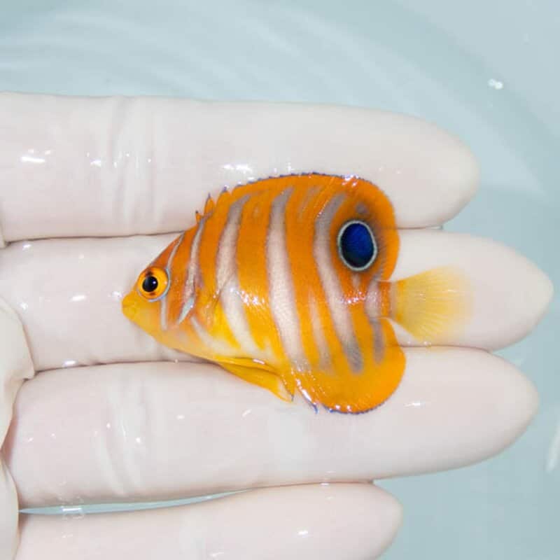 【現物096】ニシキヤッコ 4.7cm±!海水魚 ヤッコ15時までのご注文で当日発送
