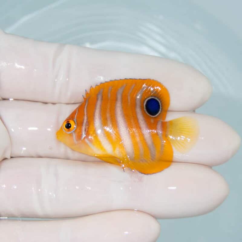 【現物097】ニシキヤッコ 4.5cm±!海水魚 ヤッコ15時までのご注文で当日発送