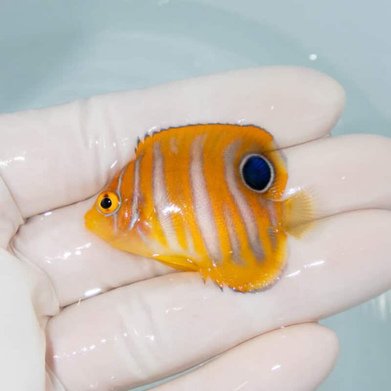 【現物098】ニシキヤッコ 4.5cm±!海水魚 ヤッコ15時までのご注文で当日発送