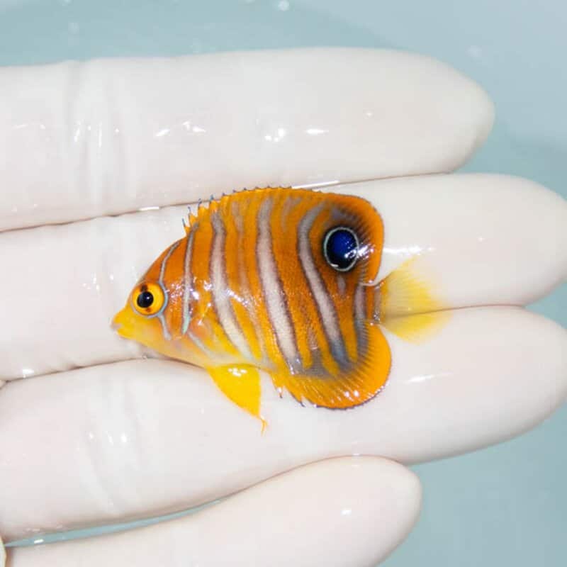 【現物099】ニシキヤッコ 4cm±!海水魚 ヤッコ15時までのご注文で当日発送