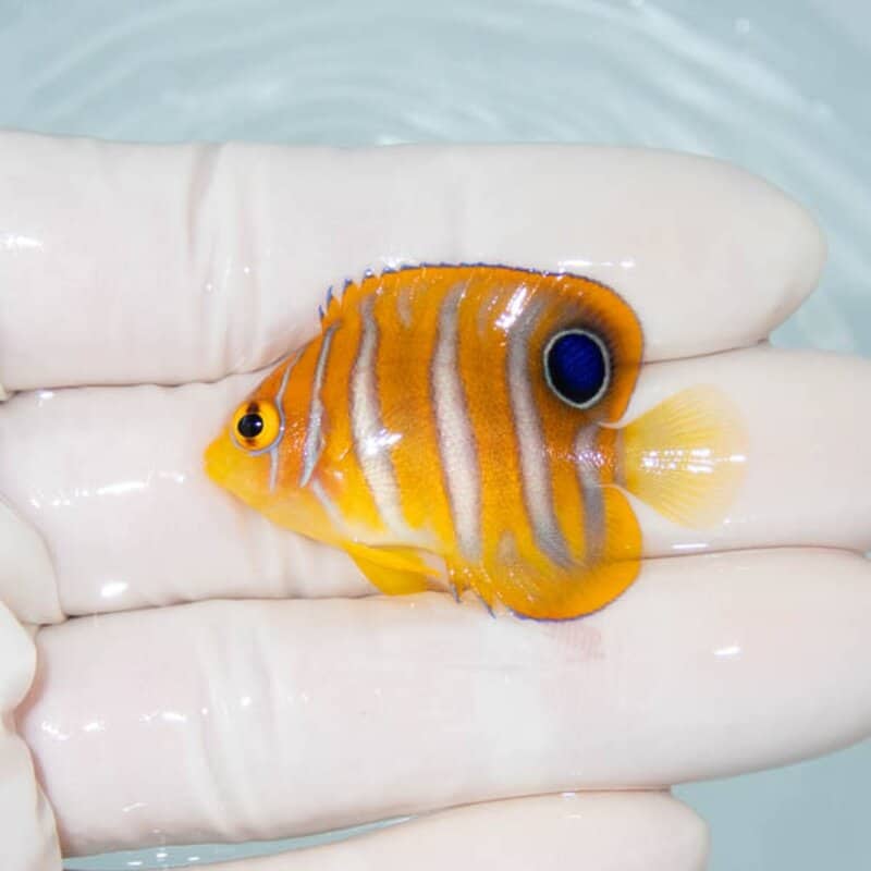 【現物100】ニシキヤッコ 4cm±!海水魚 ヤッコ15時までのご注文で当日発送