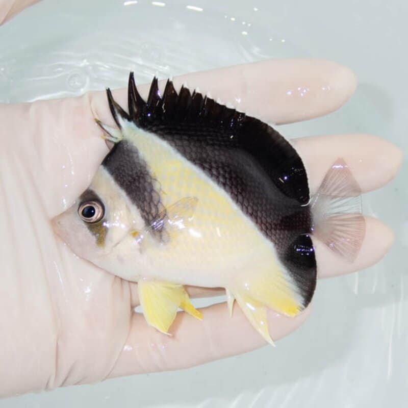 【現物101】バーゲスバタフライ 8.5cm±! 海水魚 チョウチョウウオ 15時までのご注文で当日発送