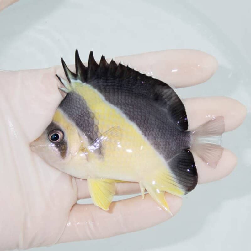 【現物102】バーゲスバタフライ 8.8cm±! 海水魚 チョウチョウウオ 15時までのご注文で当日発送