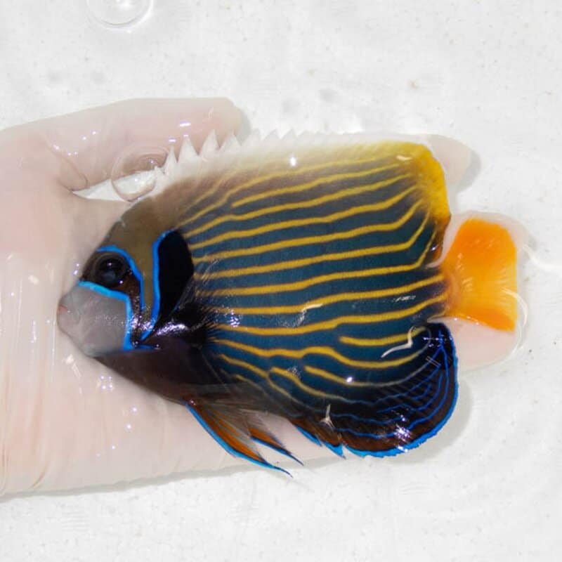 【現物103】タテジマキンチャクダイ 13.5cm±!海水魚 ヤッコ  15時までのご注文で当日発送