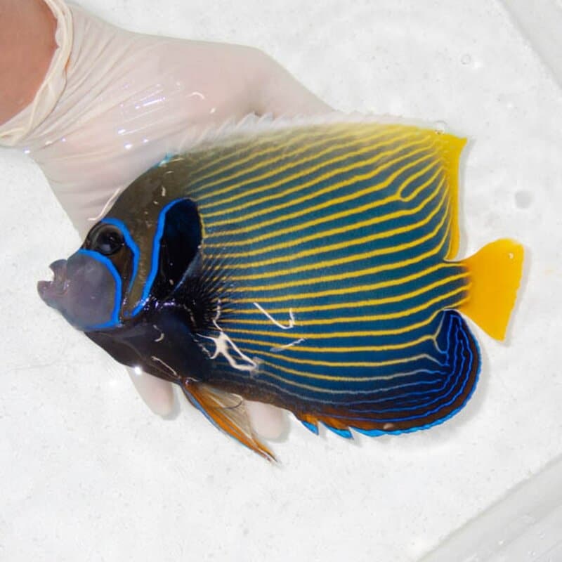 【現物104】タテジマキンチャクダイ 20.5cm±!海水魚 ヤッコ  15時までのご注文で当日発送