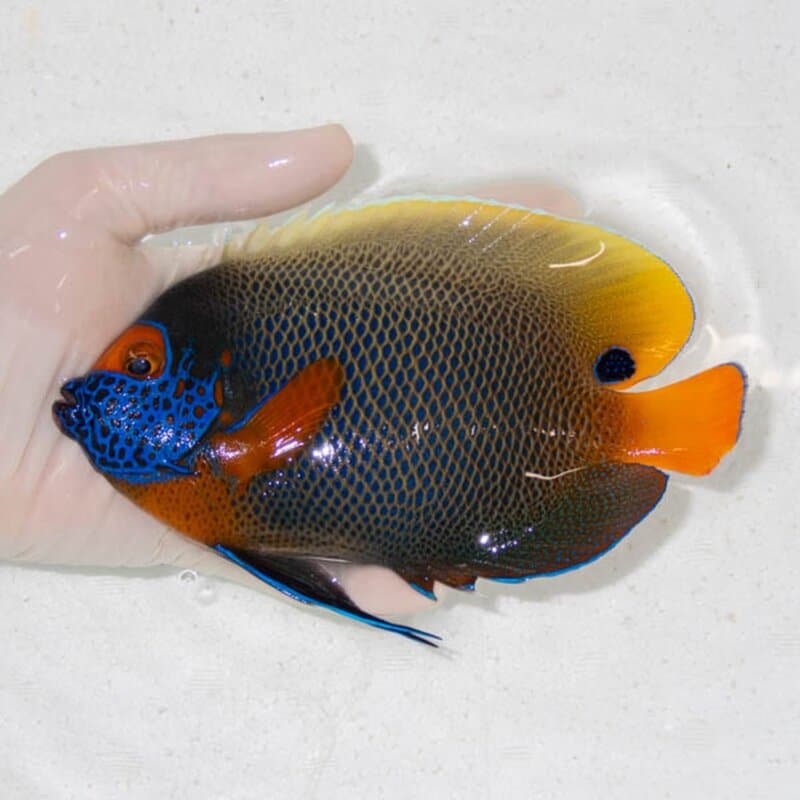 【現物106】アデヤッコ 成魚 16cm±! 海水魚 ヤッコ