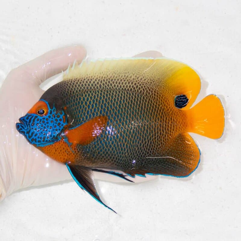 【現物107】アデヤッコ 成魚 18cm±! 海水魚 ヤッコ