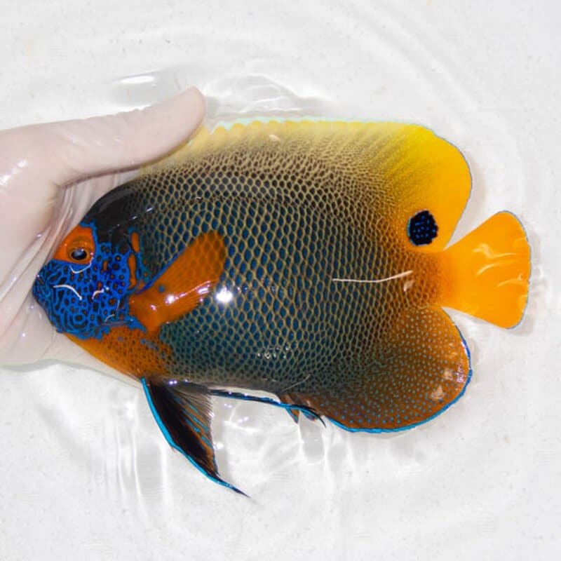 【現物108】アデヤッコ 成魚 18cm±! 海水魚 ヤッコ