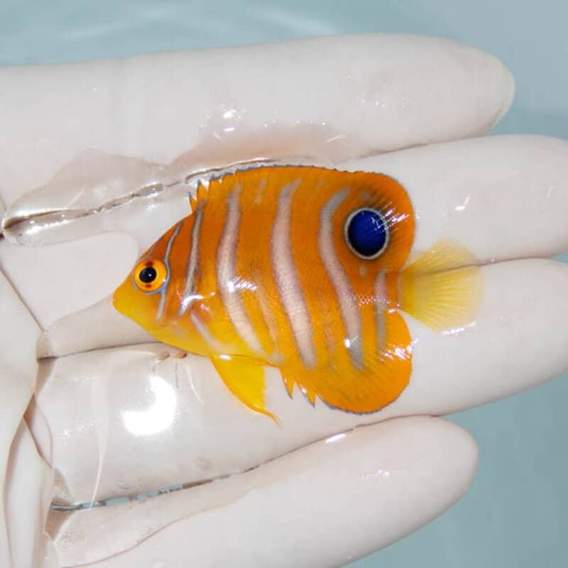 【現物109】ニシキヤッコ 4.5cm±!海水魚 ヤッコ15時までのご注文で当日発送
