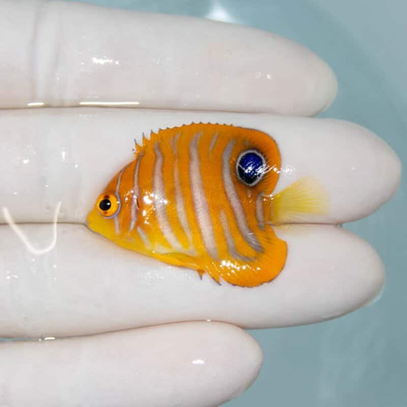 【現物110】ニシキヤッコ 3.7cm±!海水魚 ヤッコ15時までのご注文で当日発送