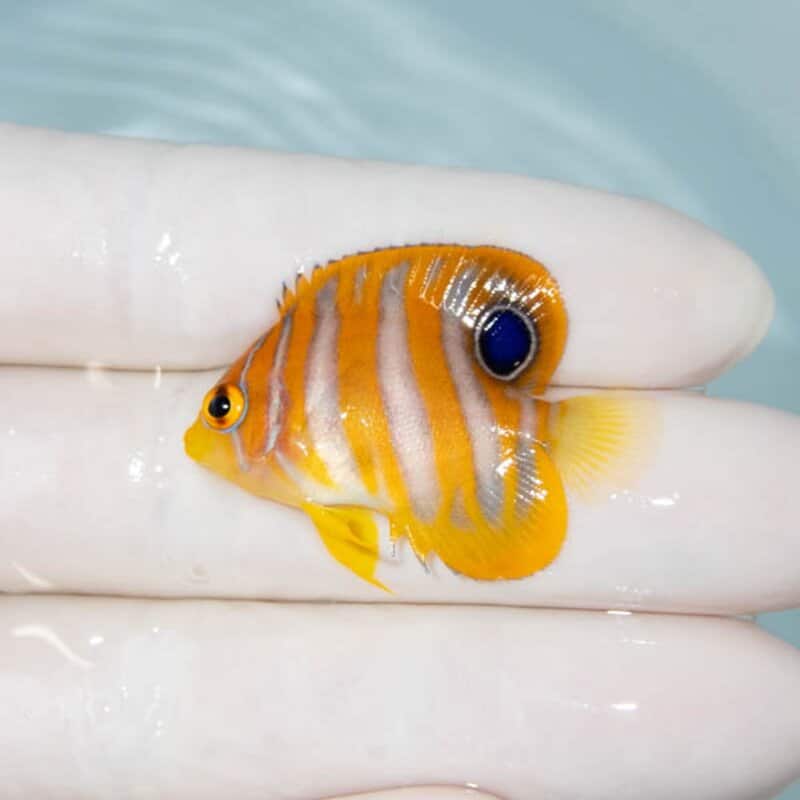【現物111】ニシキヤッコ 3.7cm±!海水魚 ヤッコ15時までのご注文で当日発送