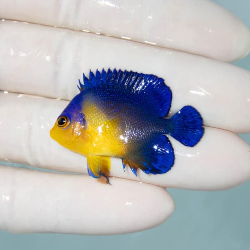 【現物112】スミレヤッコ 3.8cm±! 海水魚 ヤッコ 15時までのご注文で当日発送