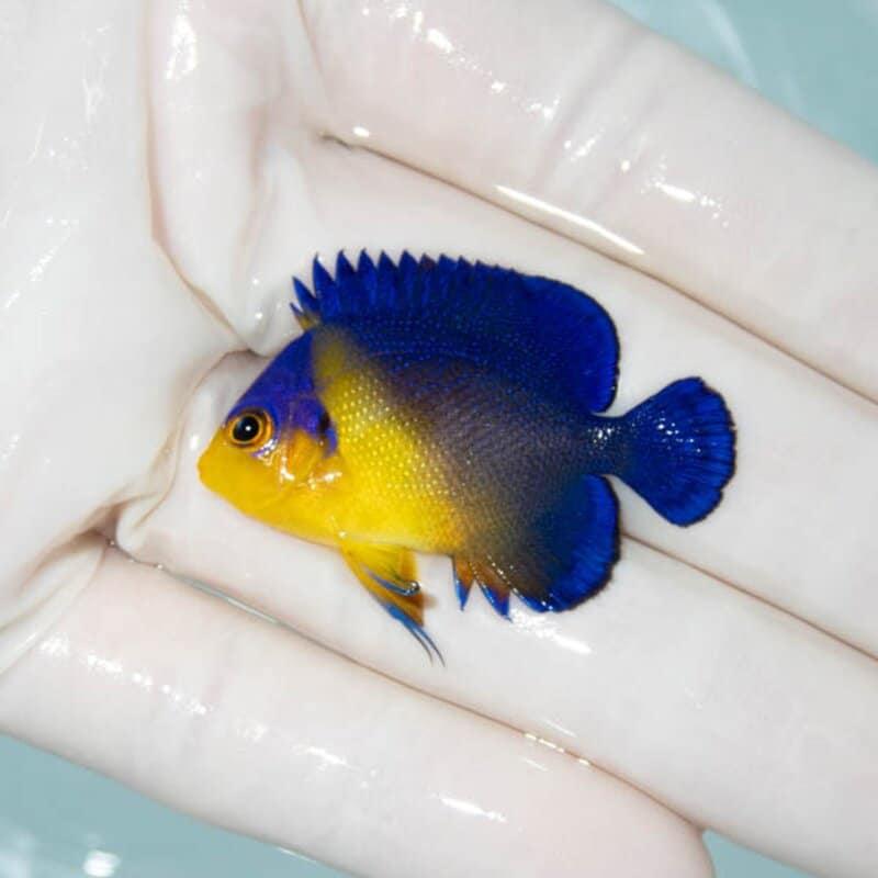 【現物113】スミレヤッコ 4cm±! 海水魚 ヤッコ 15時までのご注文で当日発送