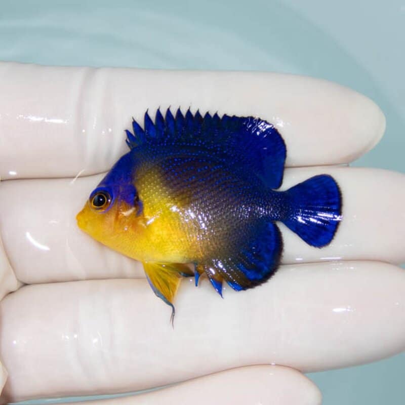 【現物114】スミレヤッコ 4.5cm±! 海水魚 ヤッコ 15時までのご注文で当日発送