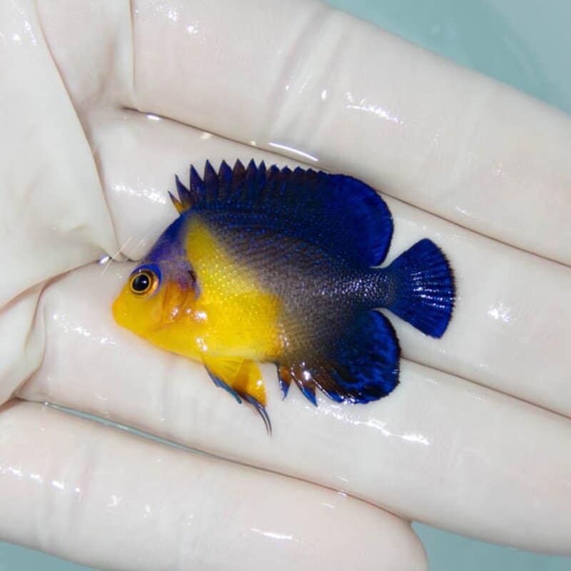 【現物115】スミレヤッコ 4cm±! 海水魚 ヤッコ 15時までのご注文で当日発送