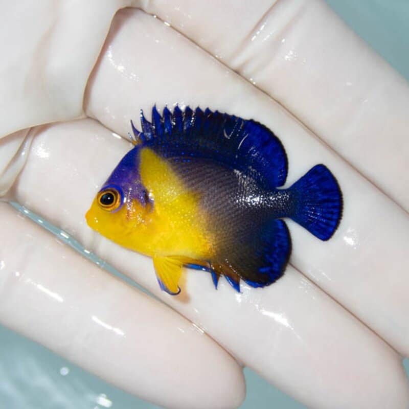 【現物116】スミレヤッコ 4cm±! 海水魚 ヤッコ 15時までのご注文で当日発送