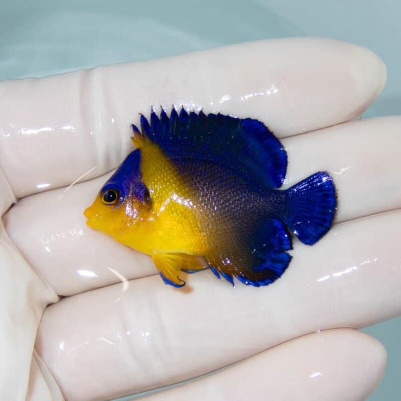 【現物117】スミレヤッコ 4cm±! 海水魚 ヤッコ 15時までのご注文で当日発送