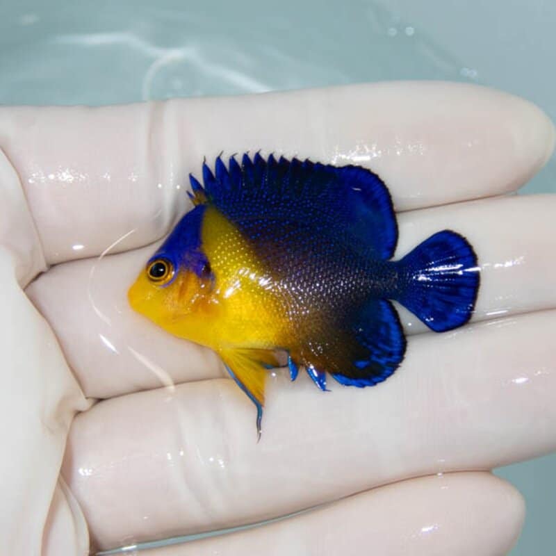 【現物118】スミレヤッコ 4.3cm±! 海水魚 ヤッコ 15時までのご注文で当日発送