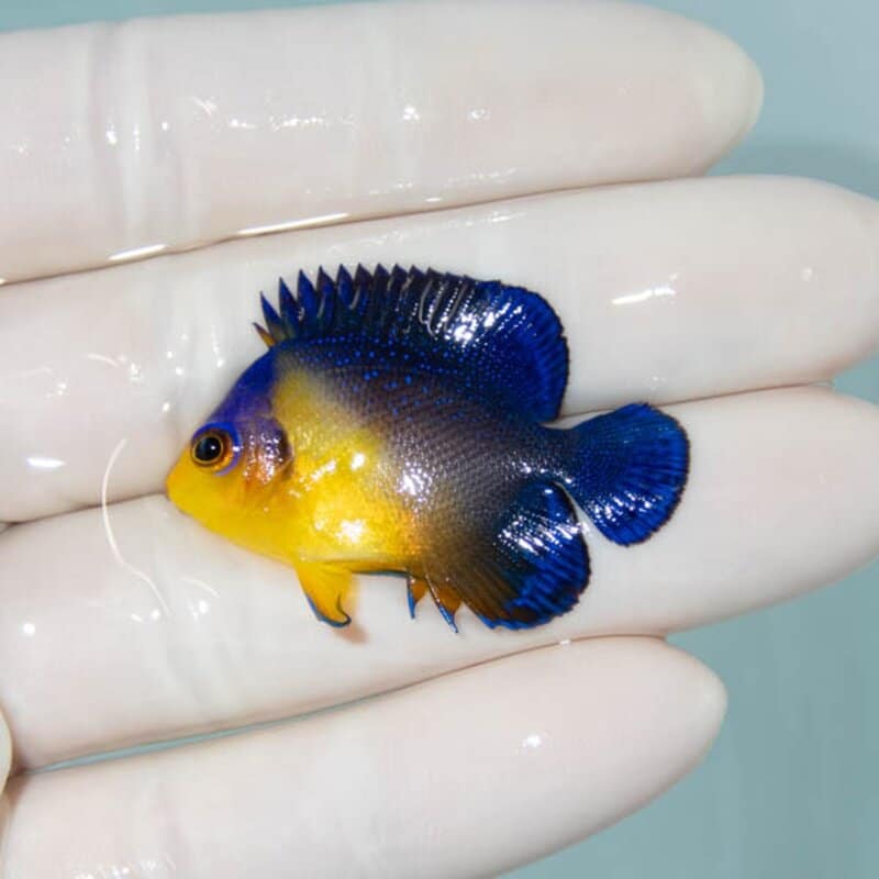 【現物119】スミレヤッコ 3.8cm±! 海水魚 ヤッコ 15時までのご注文で当日発送