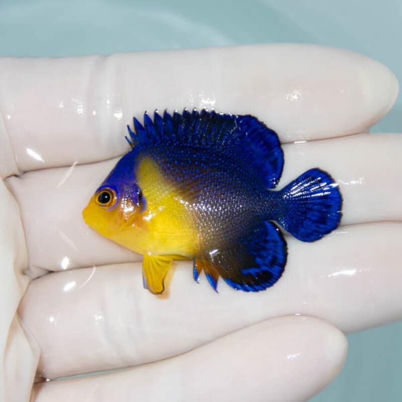 【現物120】スミレヤッコ 4.2cm±! 海水魚 ヤッコ 15時までのご注文で当日発送
