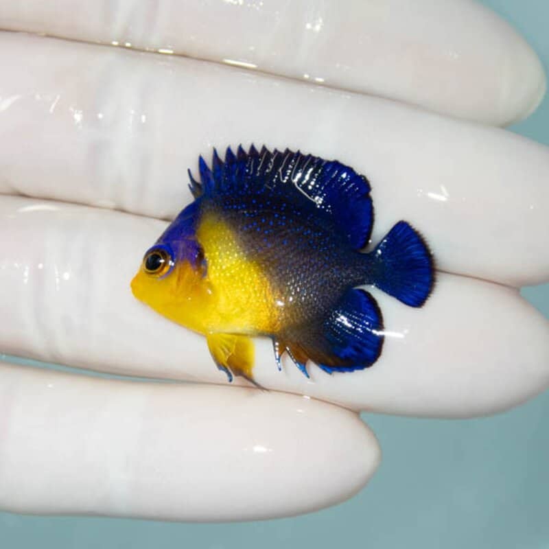 【現物121】スミレヤッコ 3.3cm±! 海水魚 ヤッコ 15時までのご注文で当日発送
