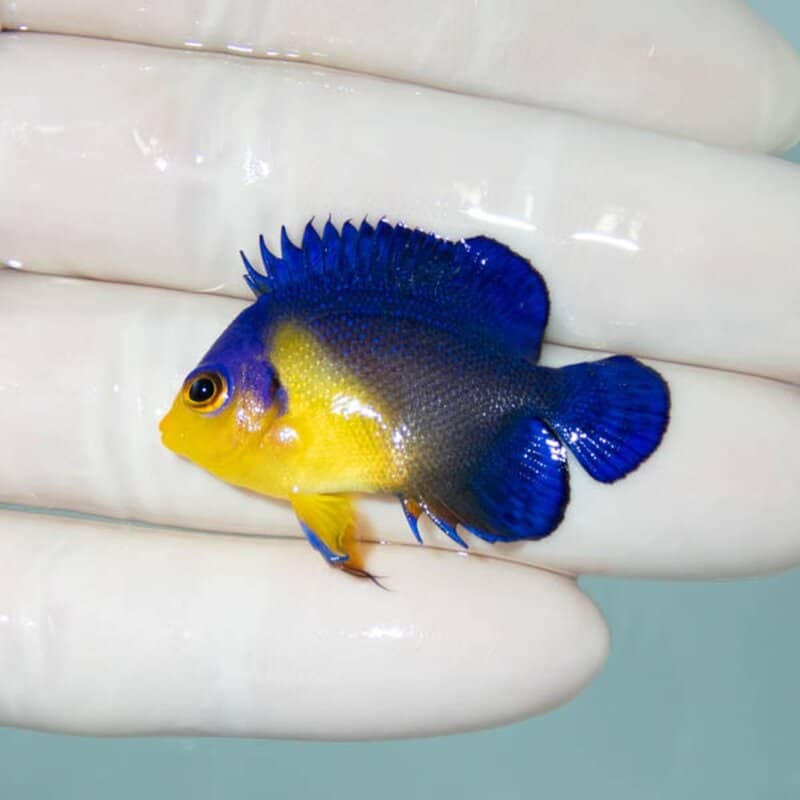 【現物122】スミレヤッコ 3.7cm±! 海水魚 ヤッコ 15時までのご注文で当日発送