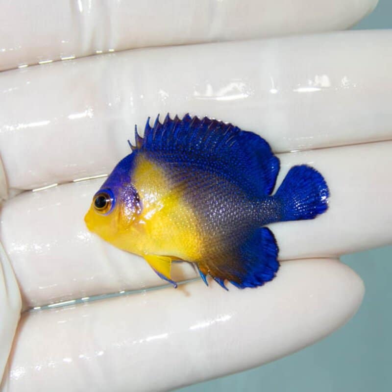【現物123】スミレヤッコ 3.8cm±! 海水魚 ヤッコ 15時までのご注文で当日発送