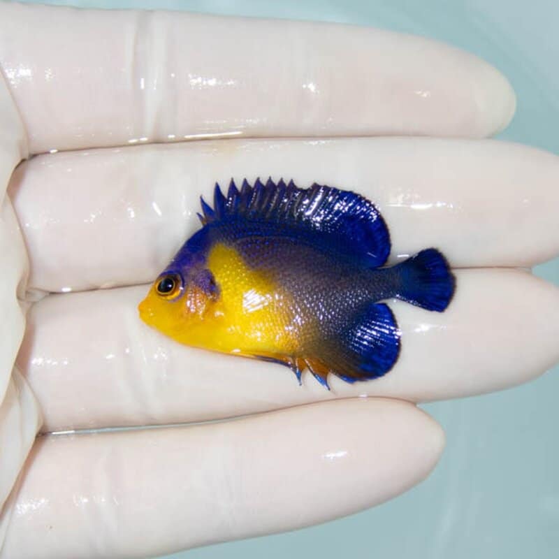 【現物124】スミレヤッコ 4cm±! 海水魚 ヤッコ 15時までのご注文で当日発送