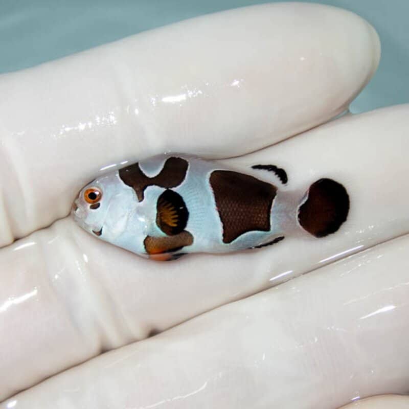 【現物125】ブラックストーム  3.2cm± ! 海水魚 クマノミ 餌付け 15時までのご注文で当日発送