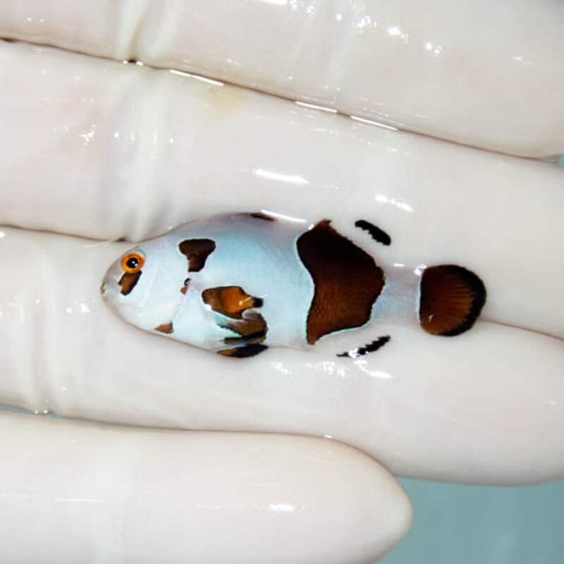 【現物126】ブラックストーム 3.5cm± ! ブリード 海水魚 カクレクマノミ