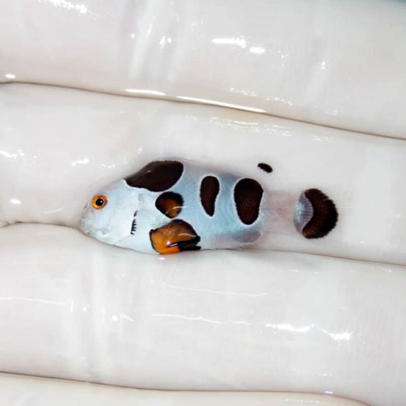 【現物127】ブラックストーム 3cm± ! ブリード 海水魚 カクレクマノミ