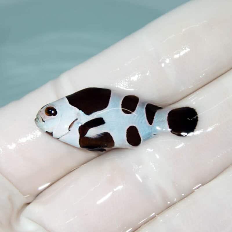 【現物128】ブラックストーム 3.3cm± !海水魚 クマノミ 15時までのご注文で当日発送
