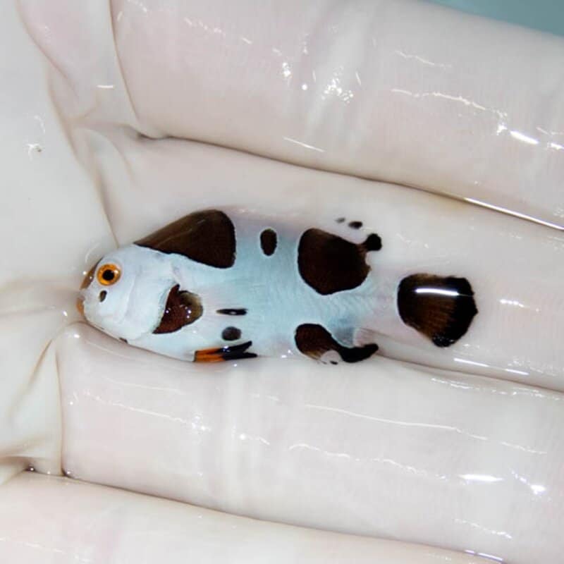 【現物130】ブラックストーム 3.5cm±! 海水魚 クマノミ 餌付け 15時までのご注文で当日発送