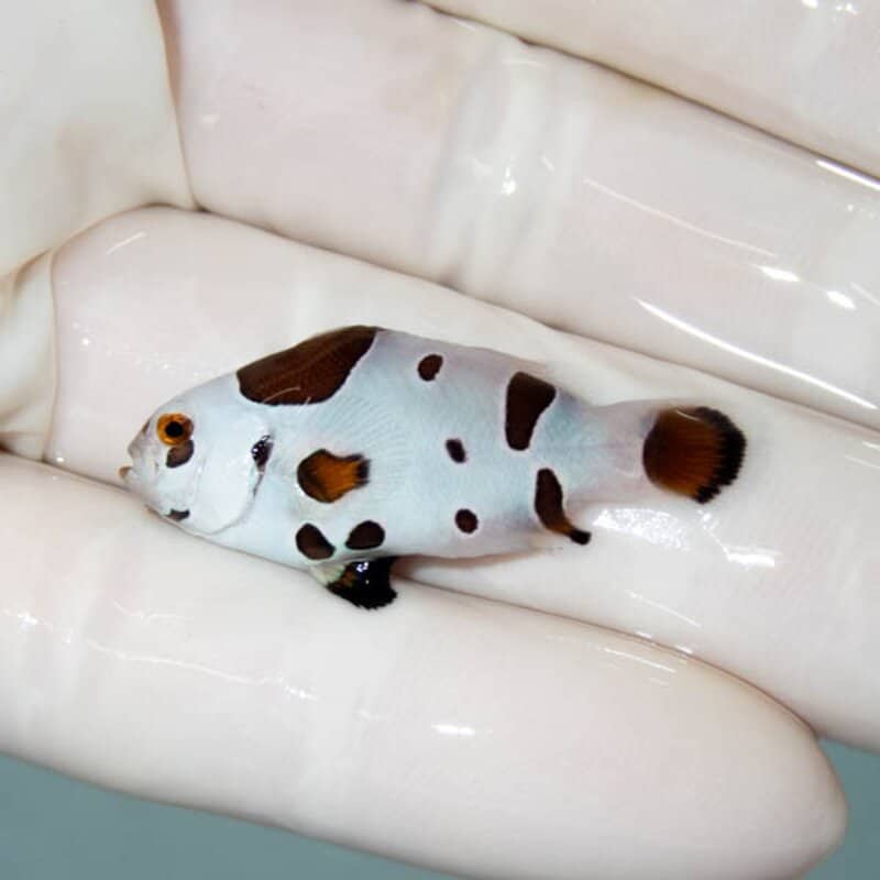 【現物131】ブラックストーム 3.5cm±! 海水魚 クマノミ 餌付け 15時までのご注文で当日発送