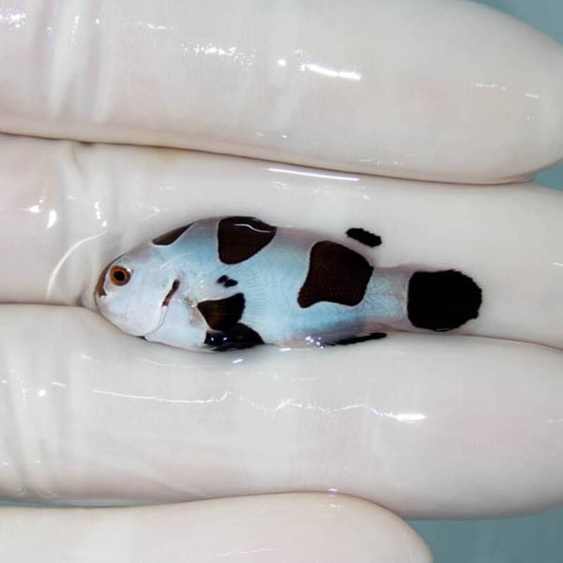 【現物132】ブラックストーム 3.5cm±! 海水魚 クマノミ 餌付け 15時までのご注文で当日発送