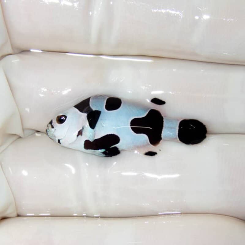 【現物133】ブラックストーム 3.2cm±! 海水魚 クマノミ 餌付け 15時までのご注文で当日発送