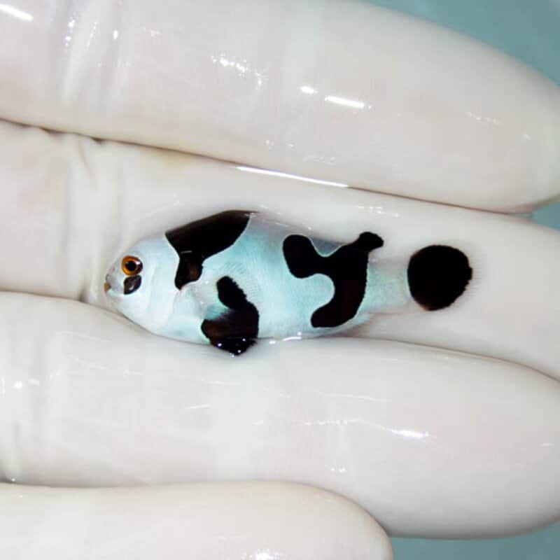 【現物134】ブラックストーム 3.5cm±! 海水魚 クマノミ 餌付け 15時までのご注文で当日発送