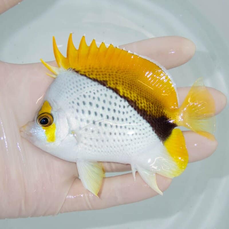 【現物135】粒エサOK 鼻欠損 マルケサスバタフライ 10cm±! 海水魚 チョウチョウウオ 15時までのご注文で当日発送