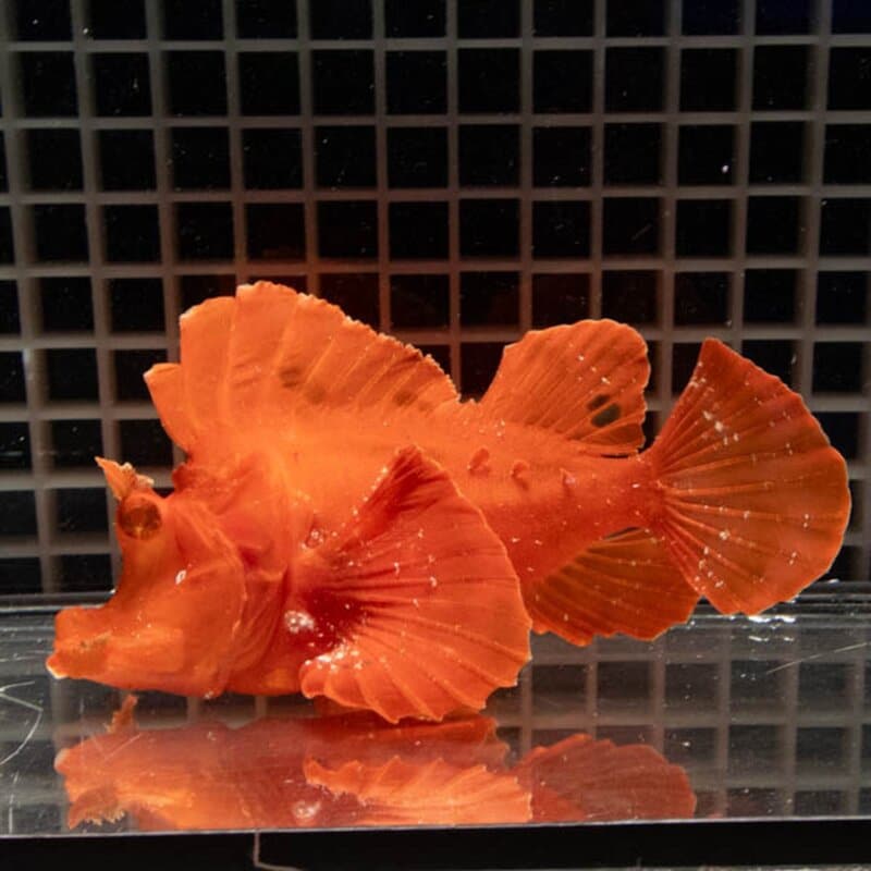 【現物137】エクスマイヤーズスコーピオンフィッシュ 15cm± ! 海水魚  15時までのご注文で当日発送【カサゴ】