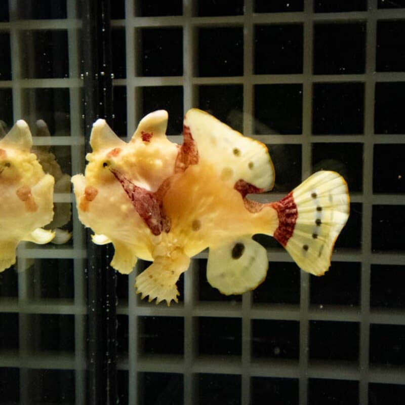 【現物138】クマドリカエルアンコウ 6.5cm! 海水魚 アンコウ 15時までのご注文で当日発送