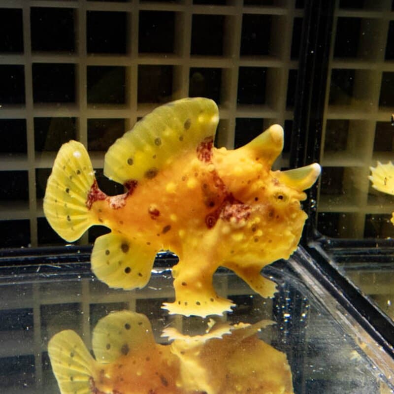 【現物139】クマドリカエルアンコウ 8cm! 海水魚 アンコウ 15時までのご注文で当日発送