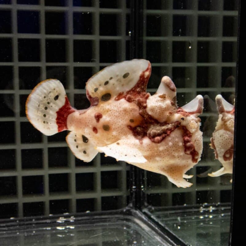 【現物140】クマドリカエルアンコウ 7cm! 海水魚 アンコウ 15時までのご注文で当日発送