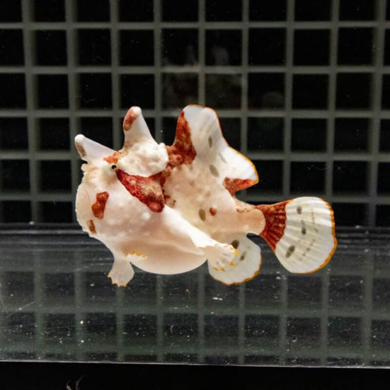 【現物141】クマドリカエルアンコウ 6.5cm! 海水魚 アンコウ 15時までのご注文で当日発送【カエルアンコウ】