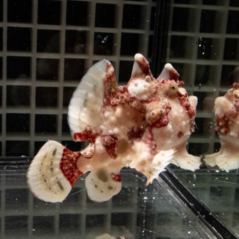 【現物142】クマドリカエルアンコウ 8cm 海水魚 アンコウ 15時までのご注文で当日発送【カエルアンコウ】