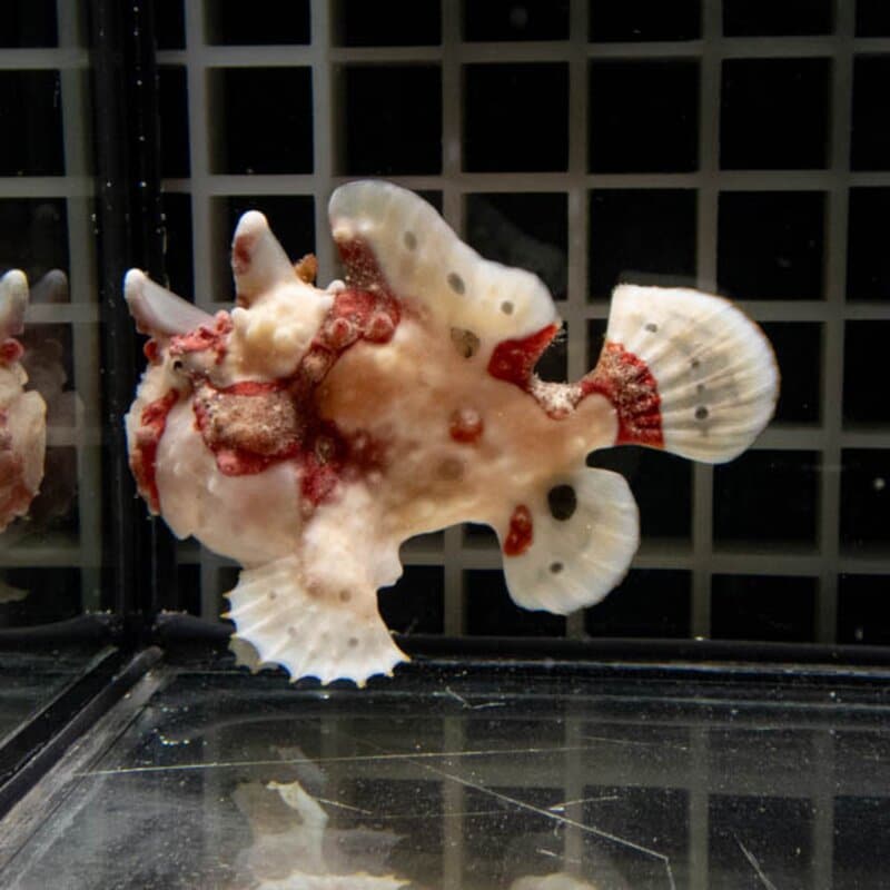 【現物143】クマドリカエルアンコウ 7cm± ! 海水魚 アンコウ 15時までのご注文で当日発送