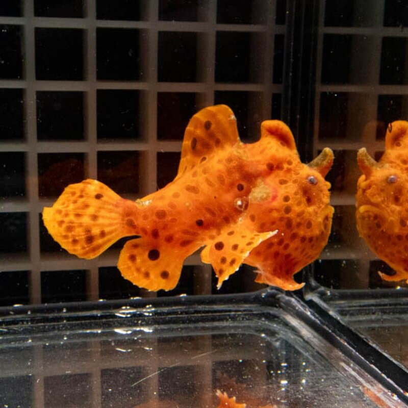 【現物145】イロカエルアンコウ 6.5cm! 海水魚 アンコウ 15時までのご注文で当日発送
