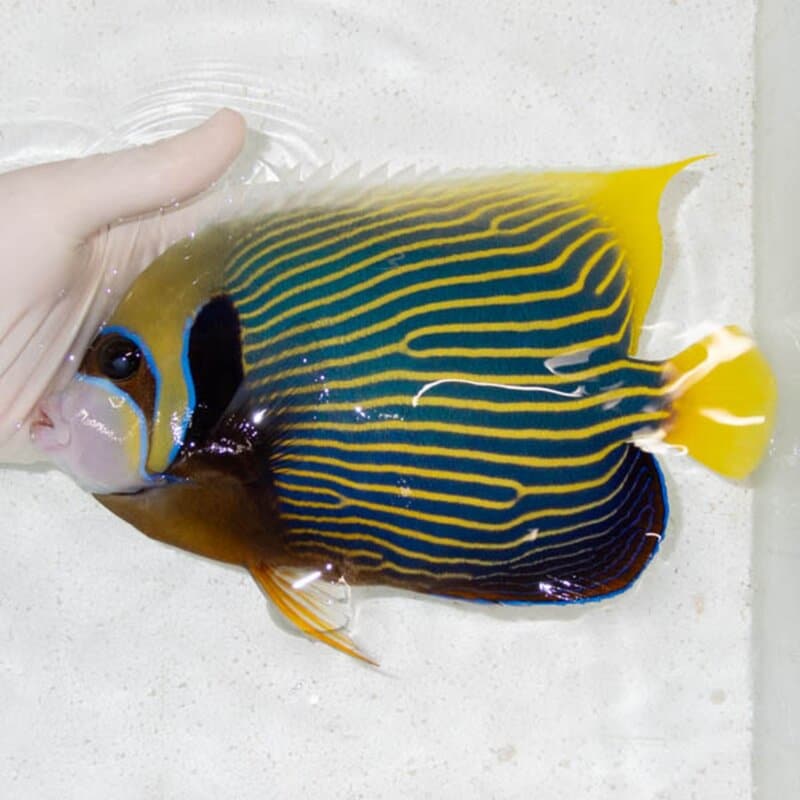 【現物147】タテジマキンチャクダイ 22.5cm±!海水魚 ヤッコ  15時までのご注文で当日発送