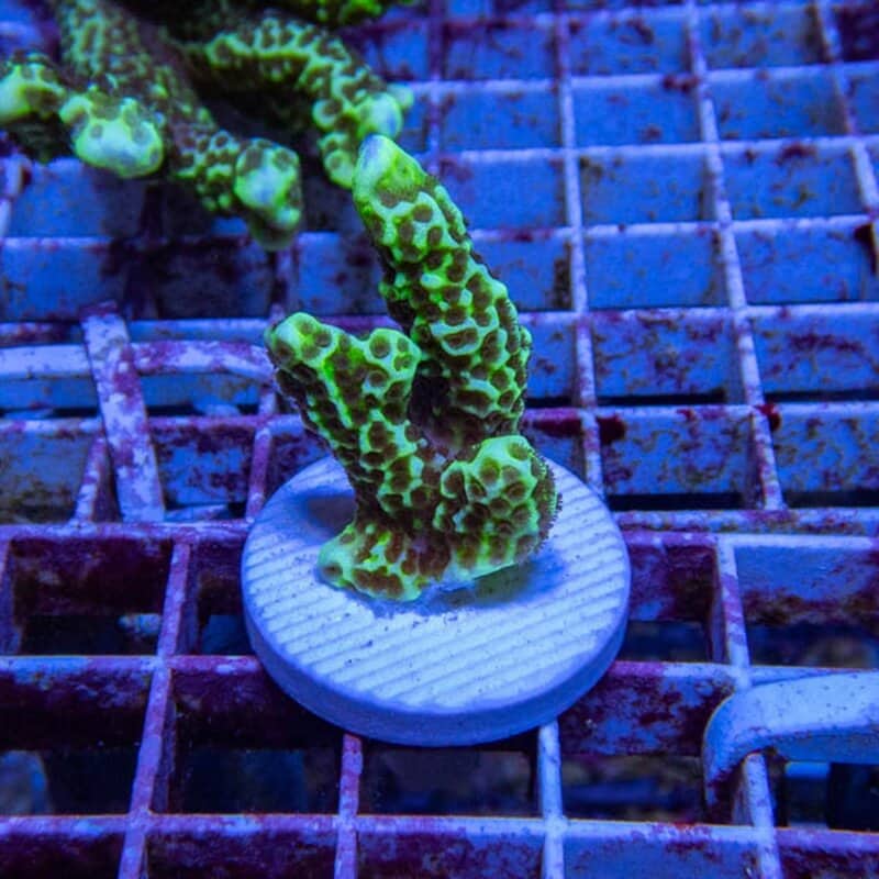 【サンゴ現物170】エダコモンサンゴ フラグ! 15時までのご注文で当日発送【コモンサンゴ】
